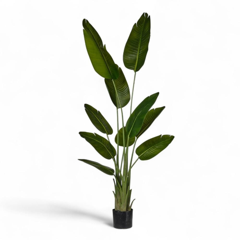 PIANTA STERLIZIA X3 IN VASO H180